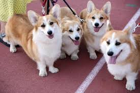 Ovog vikenda revija pasa u Širokom Brijegu